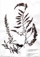 藏品(Sargassum confusum C. Agardh)的圖片